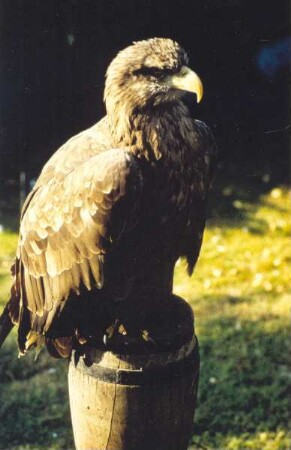 Adlerwarte Berlebeck, ein Adler. Detmold. Berlebeck