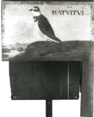 MATVITVI Regenpfeifer (Charadius collaris) : MATVITVI Regenpfeifer (Charadius collaris). Öl auf Leinwand (1655/1663; A. Eckhout). Radebeul, Hoflößnitz, Berg- und Lusthaus, Festsaal (nach der Restaurierung)
