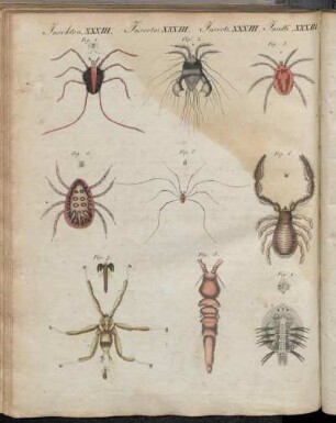 No. 39. Insecten XXXIII. Wunderbare Insecten.