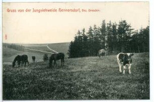 Hennersdorf. Jungviehweide