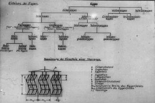 Systematische Einteilung der Eggen