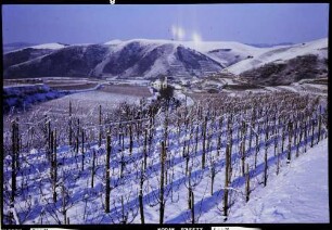 Vogtsburg: verschneiter Kaiserstuhl, Vordergrund Reben, Badberg