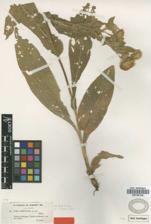 Inula auriculata Boiss. & Balansa [type]