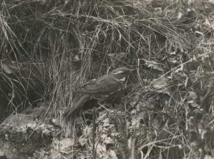 Europa. Rotdrossel (Turdus iliacus) am Boden
