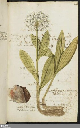 [Blatt 221-240]