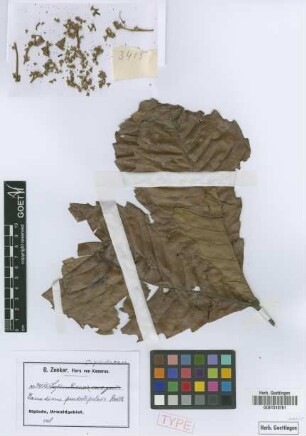 Laccodiscus pseudostipularis Radlk. [isotype]