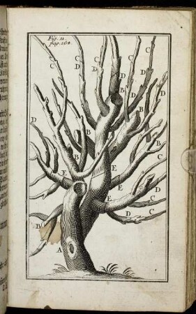 Fig. 11. pag. 164.