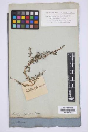Justicia spinosa