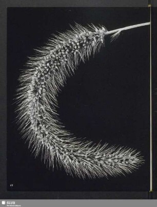 Setaria italica rubra, Kolbenhirse, Ähre