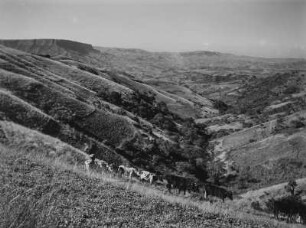 Hügelige Landschaft : Kuhherde in der hügeligen Landschaft im südafrikanischen Tafelland