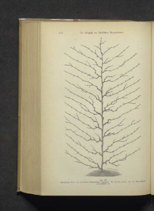 Fig. 388. Achtjährige Rebe als senkrechter Schnurbaum gezogen...