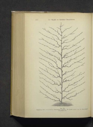 Fig. 388. Achtjährige Rebe als senkrechter Schnurbaum gezogen...