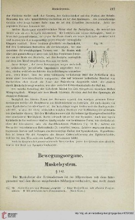 Bewegungsorgane