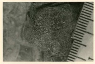 Bohrkern der Tiefenbohrung Freital (F 9), Teufe (Tiefe im Bergwerk) 249,50-254,70 m, 20 cm (?) vor Krone. Niederhäslich-Schweinsdorf Formation. Rest eines Kleinsauriers im sandigen Pelit; Gegendruck. Bannewitz-Boderitz, Bohrpunkt südlich des letzten Hauses, östlich der Straße zum Marienschacht