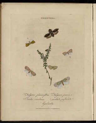 Hemiptera.