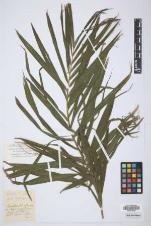 Chamaedorea