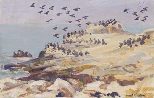 Englische Guano-Insel im Hafen von Lüderitzbucht. (Pinguine)
