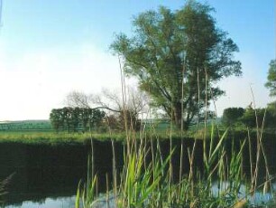 Schilfgras am Ufer der Unstrut, am gegenüberliegenden Ufer ein Weidenbaum