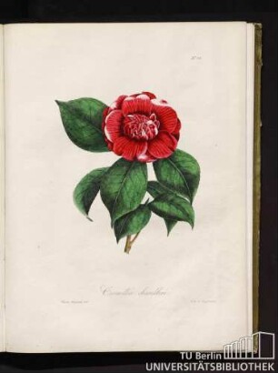 No. 12. Camellia chandleri.