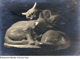 Ruhende Katzen