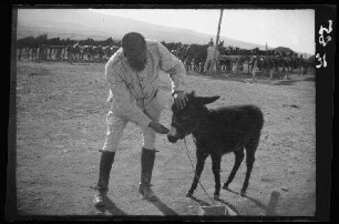 [Nador (?) (Marokko):] [Generalleutnant José Marina Vega], Comandante de Los Husares de la Princesa neben einem kleinen Esel mit Pferde-Anbindestelle im Hintergrund