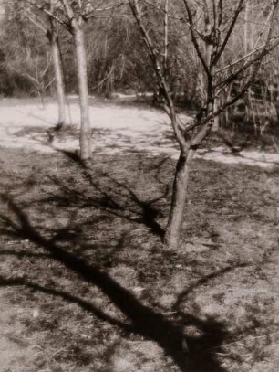Schatten werfende Bäume
