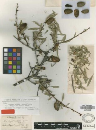 Amygdalus salicifolia Boiss. & Balansa [isotype]