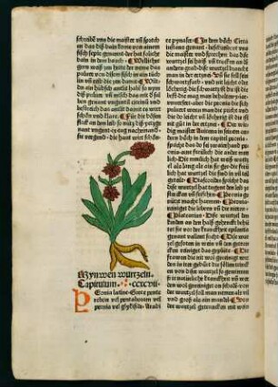 156v-157r, Mynwen wurtzeln (297. Kapitel)