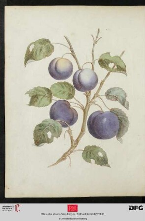 [Tafel 21-22] Plums
