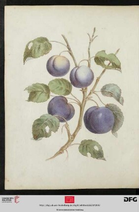 [Tafel 21-22] Plums