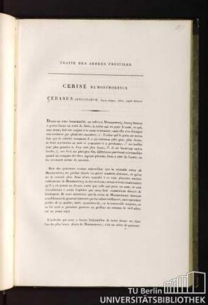 Traité des arbres fruitiers. Cerise de montmorency. Cerasus officinarum, fructu magno, rubro, sapidè dulciore.