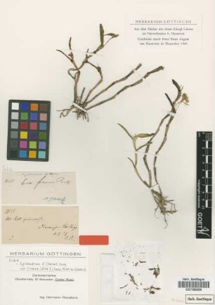 Epidendrum firmum Rchb.f. [isotype]