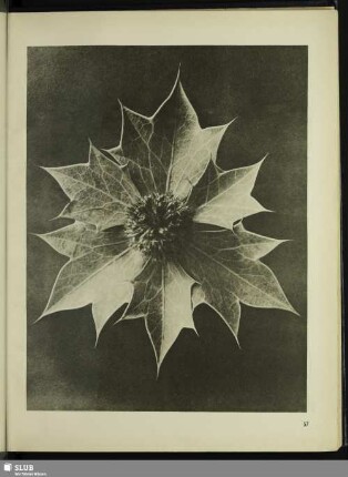 Eryngium maritimum. Meerstrands-Mannstreu. Hüllblätter mit Blütenköpfchen in 4facher Vergrößerung