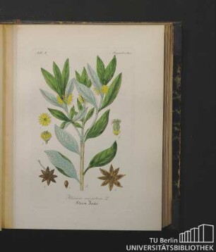 Magnolioideae. Illicium anisatum L. Stern-Anis.