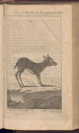 Der Ostindische Zwerghirsch