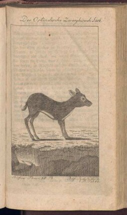 Der Ostindische Zwerghirsch