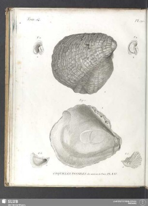 Coquilles fossiles des environs de Paris. PL. XXV
