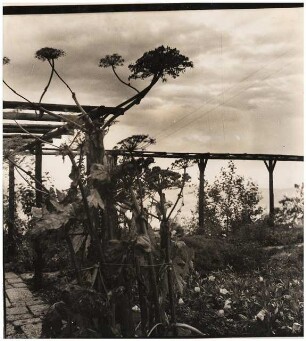 Garten Dr. Udo Rukser, Oberbühlhof am Bodensee: Pergola