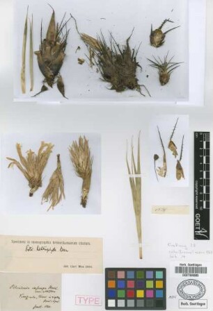 Pitcairnia exscapa Hook. var. Griseb. albiflora[syntype]