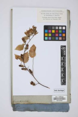 Campanula pendula