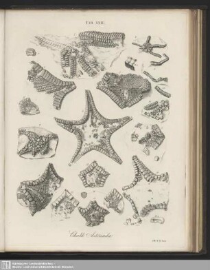 Tab. XXIII. Chalk Asteriadae
