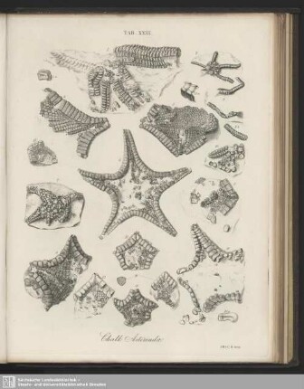 Tab. XXIII. Chalk Asteriadae