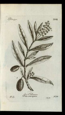 No 10. der Oelbaum. Olea europæa.