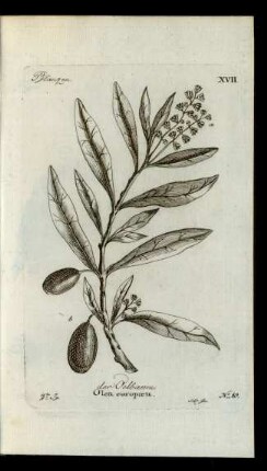 No 10. der Oelbaum. Olea europæa.