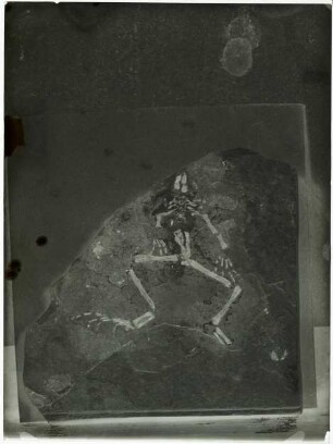 Rana danubiana var. rara