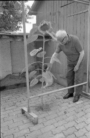 Wuchs einer Sonnenblume in der Pflasterung eines Hofes in Durlach
