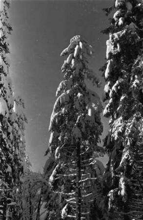 Schauinsland: Verschneite Tanne