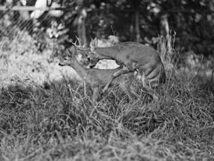 Rehe bei der Paarung