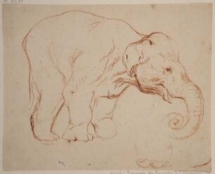 Stehender Elefant