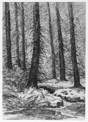 Waldstück mit Fichten und Wasserlauf : Bernkopf, Georg: Waldstück mit Fichten und Wasserlauf. Zeichnung, unbezeichnet
